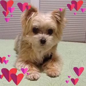 Meet your Posher, Joyce